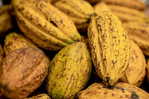 Theobroma Cacau Feijão Fruta Natureza Planta Semente Para Fazer Matéria — Fotografia de Stock