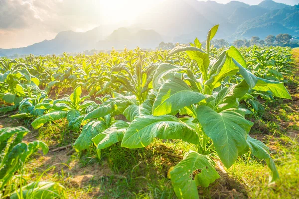 Campo Planta Agricultura Del Tabaco Con Paisaje Hermoso Fondo Colina — Foto de Stock