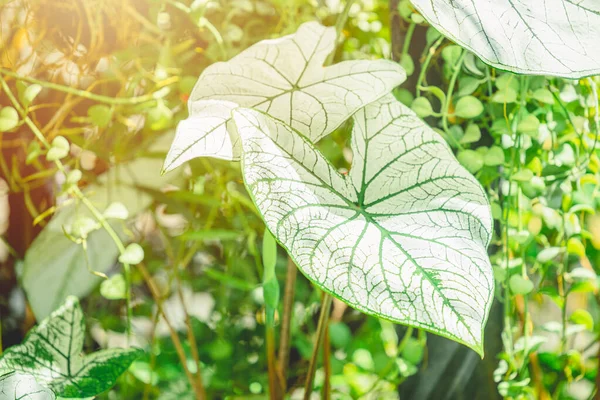 アロジアマクロリゾス漂白白い葉の緑の植物 アジアの庭で人気のある植物病気の症状家の装飾 — ストック写真