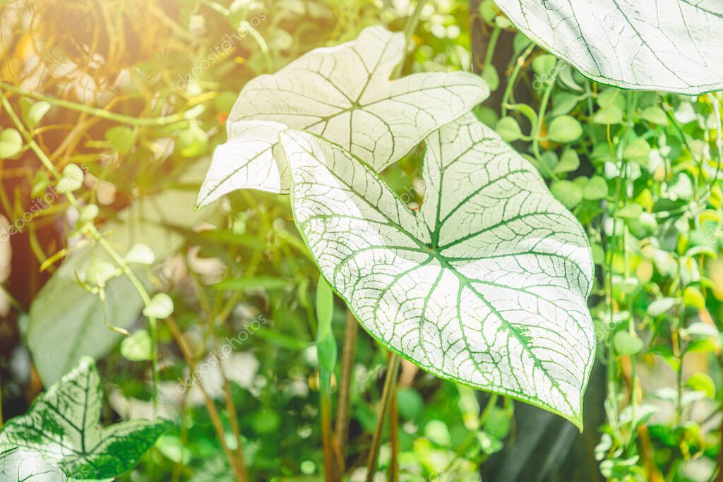 Alocasia macrorrhizos Bleach White leaf green plant. Plant disease symptoms popular home decoration in Asian garden.