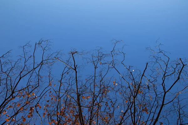 Εποχή Πτώση Ξηρό Δέντρο Κατά Μπλε Ουρανό Για Φόντο Της — Φωτογραφία Αρχείου