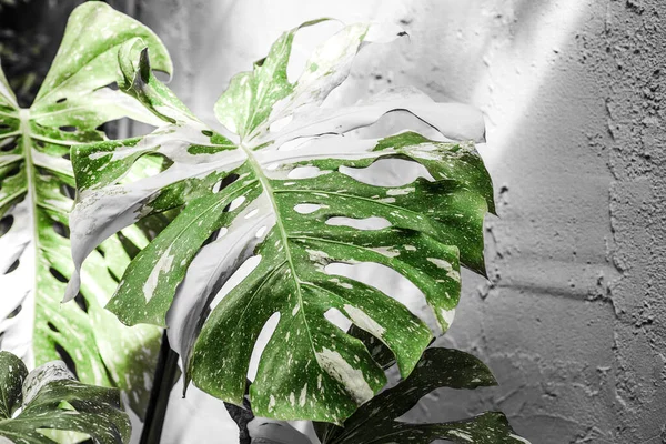 Manchado Monstera Exótico Blanco Mable Planta Casa Tropical Para Decoración —  Fotos de Stock
