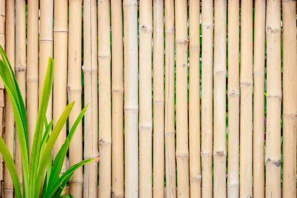 Bamboo Wooden Stick Wall Summer Tropical Hawaii Sea Beach Nature — Stockfoto