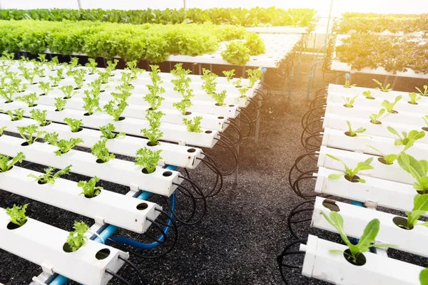 Hydroponics Agriculture Organic Farm Row Planting Lettuce Water — ストック写真