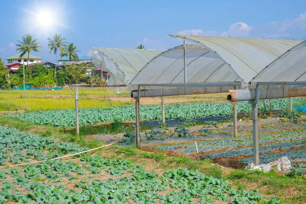 タイの田舎の緑の植物農業有機キャベツ農場 — ストック写真