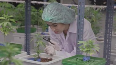 Kenevir Sativa veya Kenevir Indica tıp fabrikası tarım bilimadamı kenevir çiçeği tomurcuğu araştırması yapıyor ilaç 4K yüksek kaliteli video görüntüleri için