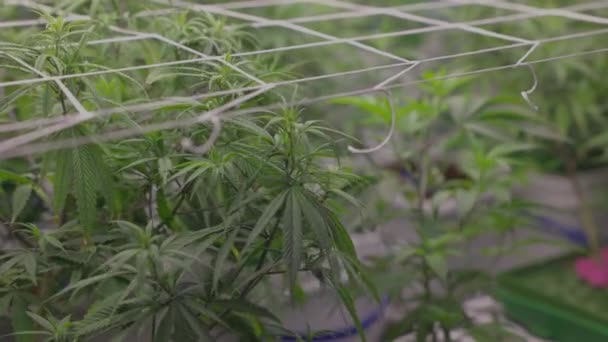 Indoor Cannabis Sativa Indica Plant Farming Hemp Agriculture Medicine High — стоковое видео