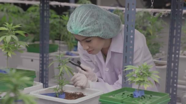 Cannabis Sativa Cannabis Indica Medical Plant Farming Agriculture Scientist Working — Vídeo de stock