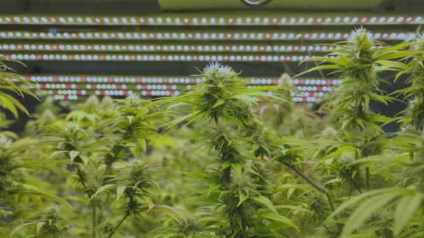 Indoor Cannabis Sativa Indica Plant Farming Hemp Agriculture Medicine High — Vídeo de Stock