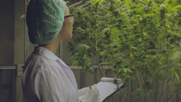Cannabis Sativa Cannabis Indica Medische Plant Landbouw Met Wetenschapper Die — Stockvideo