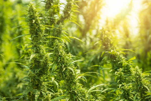Cannabis Stiva Cannabis Indica Hemp Farm Green Plant Field Beautiful — Stockfoto