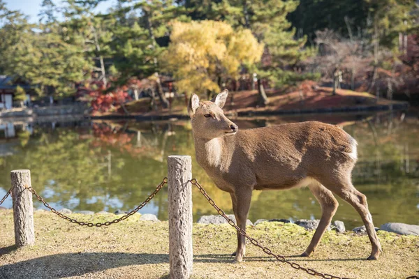 Wild Deer Nara Park Popular Travel Location Kansai Region Japan — Photo