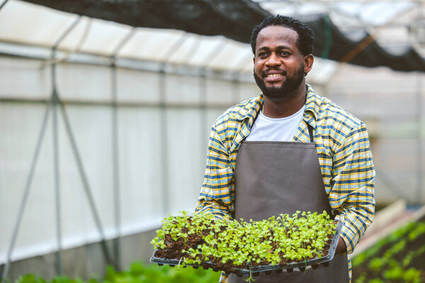 African farmer showing baby plant at organic greenhouse nursery Agriculture farm and happy with vegetable farming business.