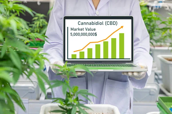 Cannabidiol or CBD products Market size value annual growth rate up rise high concept.