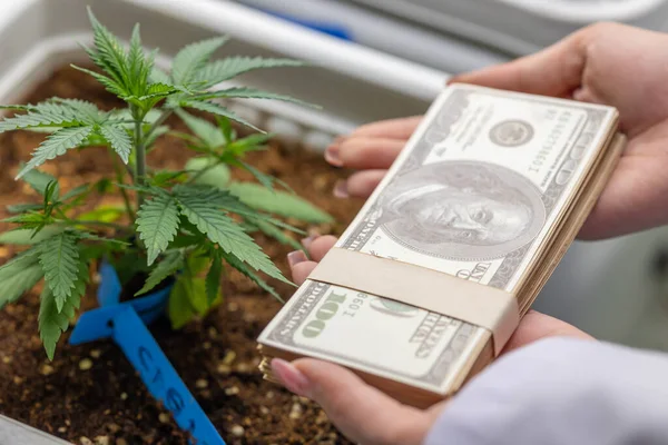 closeup dollar money with Cannabis Sativa Hemp plant tree for high value market selling herbal products