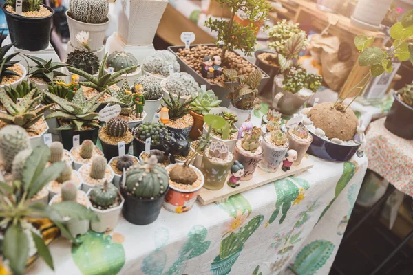 small cactus potted green plant sell at botany shop for home decoration