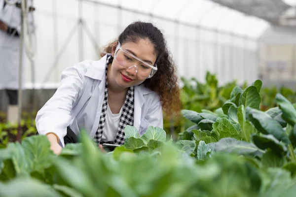 Scientist Woman Researcher Staff Worker Collecting Study Plant Information Agriculture — 스톡 사진