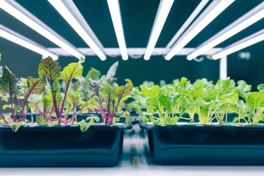 Binanın içinde LED ışıklandırma teknolojisi olan kapalı gıda fabrikası eko tarım tarımı