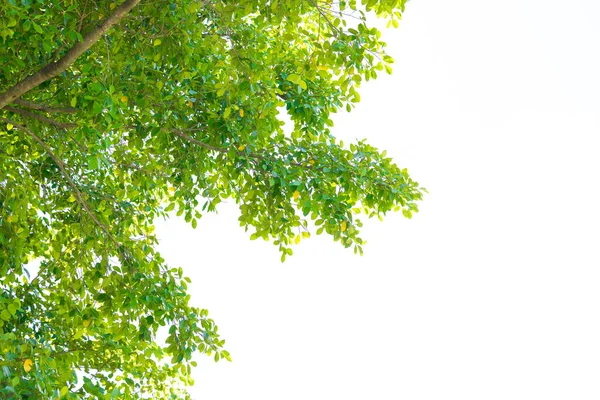 Зелене Дерево Яскраве Білому Фоні Тексту — стокове фото