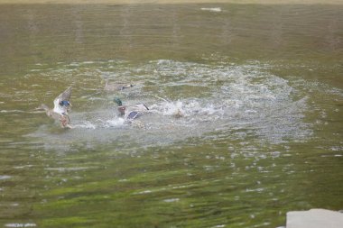 Bir grup ördek suda yüzüyor.