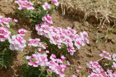 Güzel botanik fotoğrafı, doğal duvar kağıdı.