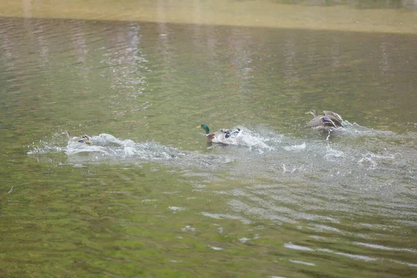 Patos Nadar Água — Fotografia de Stock