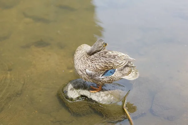 Утка Воде — стоковое фото