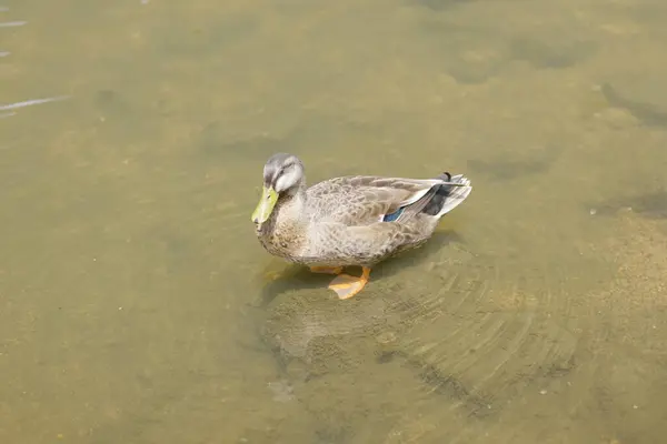 Красивый Снимок Птицы Плавающей Озеру — стоковое фото