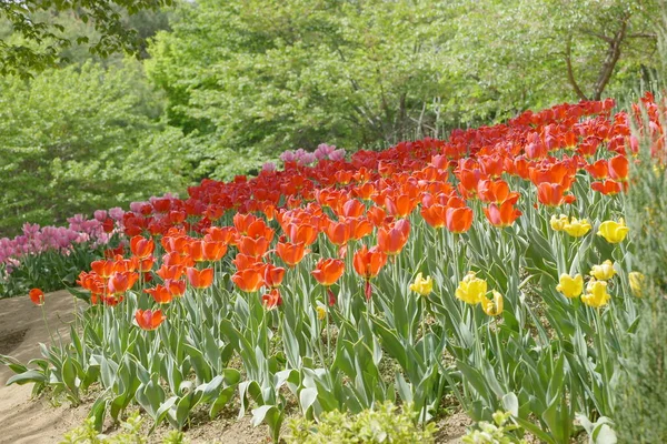 Красиві Тюльпани Саду — стокове фото