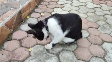 Felis Silvestra Catus ya da ev kedisi vücudunu yalamakla meşgul. Bu kedinin alışkanlığı vücudundaki kan dolaşımını canlandırmak için.