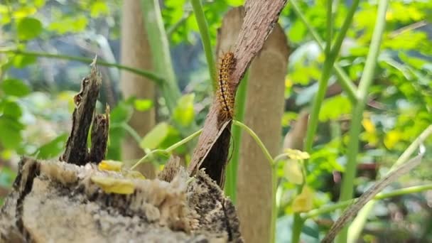 Malakosoma Tigris Lub Gąsienice Można Zobaczyć Czołgając Się Pniach Drzew — Wideo stockowe