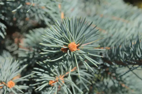 Zweige Des Blauen Weihnachtsbaums Verwendung Für Den Hintergrund — Stockfoto