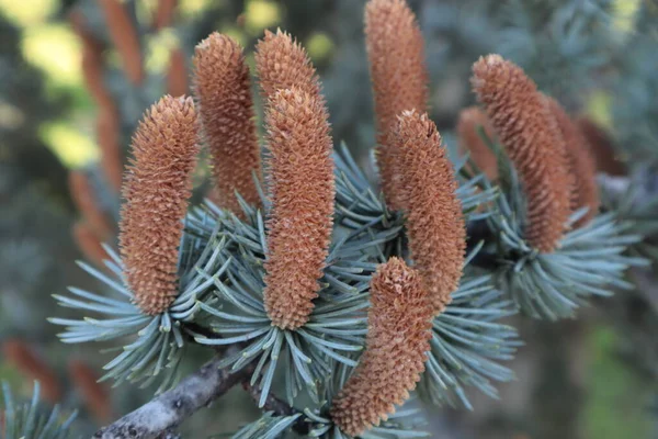 Young Shoots Grow Branch Coniferous Tree — Stock Photo, Image