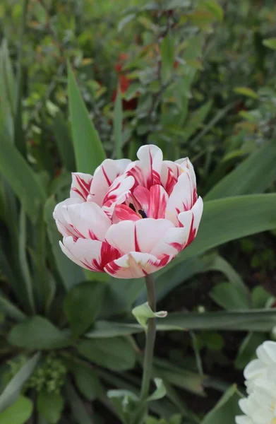Uma Tulipa Branca Com Listras Vermelhas Canteiro Flores Primavera Jardim — Fotografia de Stock