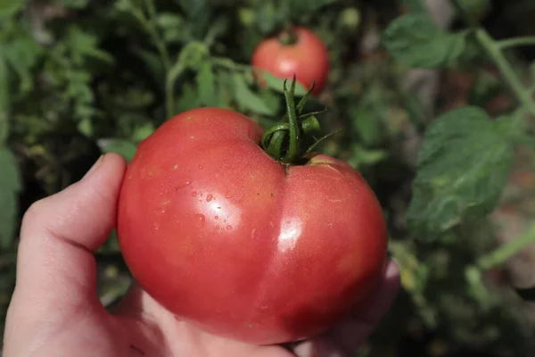 Eine Hand Pflückt Eine Rote Tomate Von Einem Strauch Garten — Stockfoto