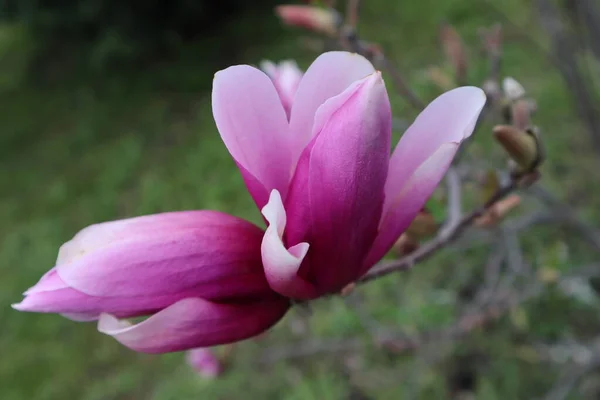 Mor Manolya Çiçeği Bahçedeki Dallarda Çiçek Açar — Stok fotoğraf