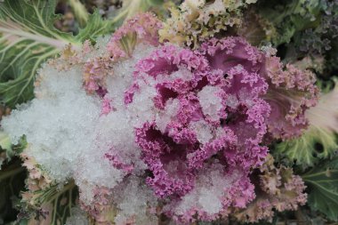 Renkli pembe lahanalar karla kaplıdır..
