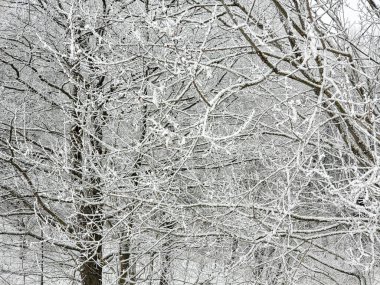 İzmailovo 'da kış 2021 Moskova