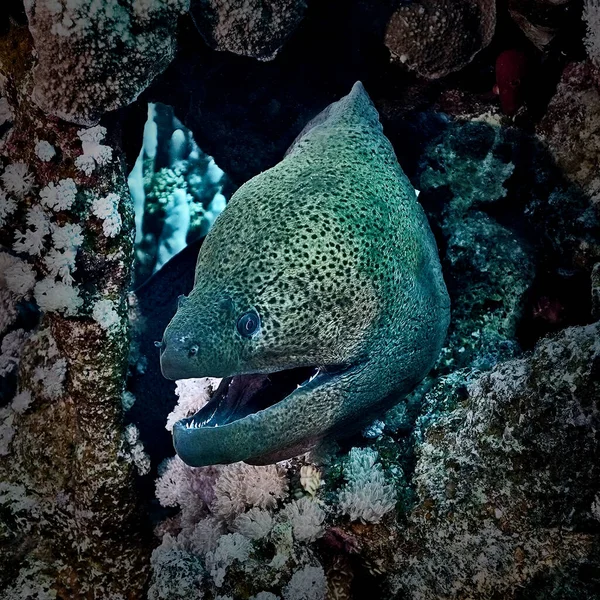 Murena. Safari 2021. Kızıl Deniz