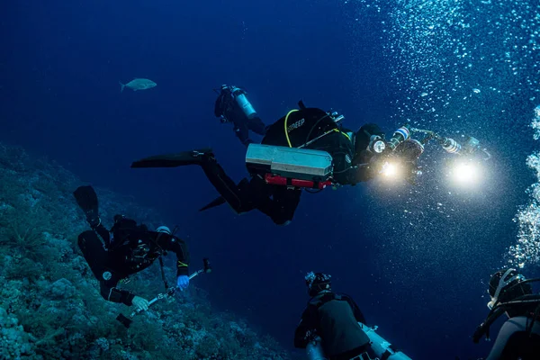 UW Fotoğrafçı: Kızıl Deniz Safarisi 2021  