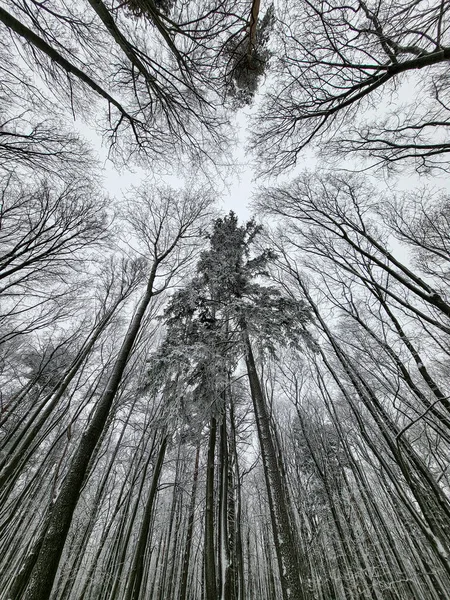 İzmailovo 'da kış 2021 Moskova