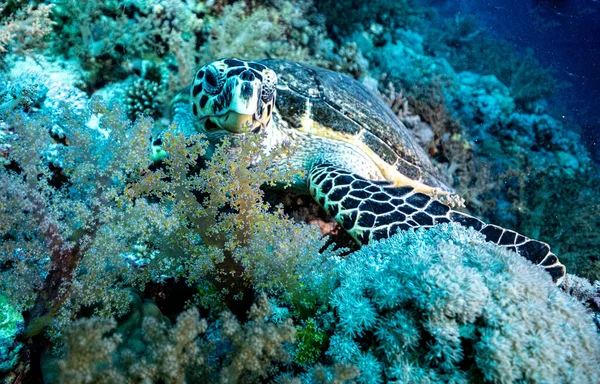 Red sea diving safari 2021. Turtle