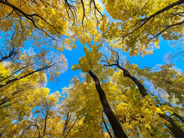 Sokolniki 'de altın sonbahar