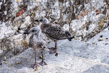 Yuvalanma. Yeni dünyada bazı yeni adımlar