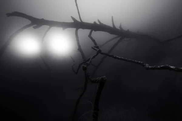 Gölün karanlık sularında gölgeler ve ışıklar