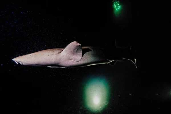 2021 Maldivler gece dalışı. Köpekbalığı.
