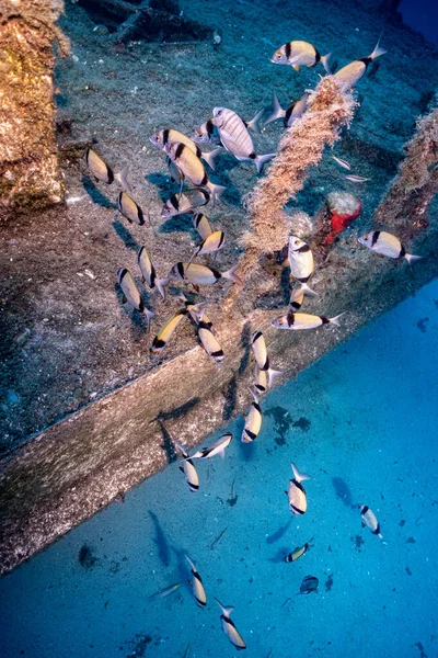 Hırvatistan. Sprey dalışı. Koyu mavi 2021