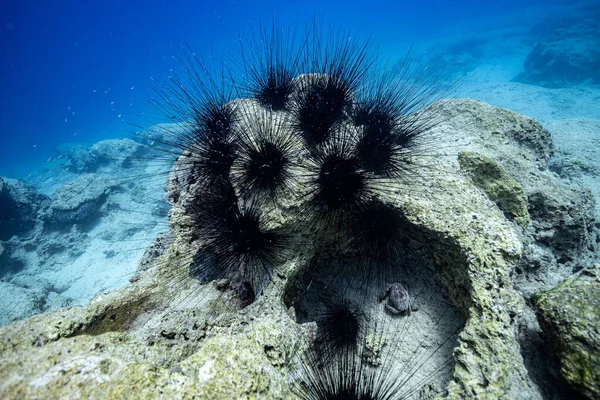 Deniz kestaneleri. Kas dalışı 2022