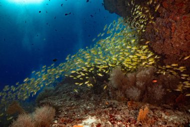 Sarı nehir Maldivler safarisi 2021