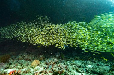 Sarı nehir Maldivler safarisi 2021